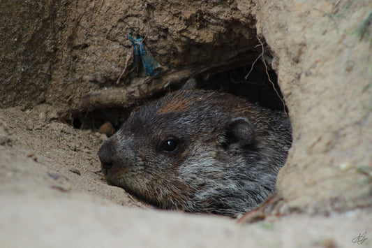 Otter in a Hole Underground