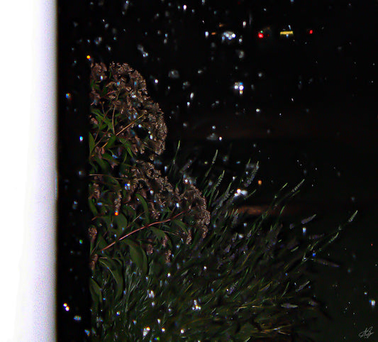 Bushes in the Rain
