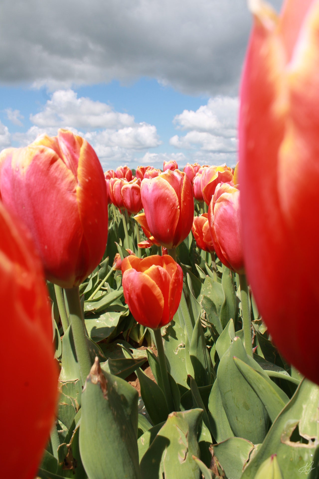 Up-Close in a Field of Flowers